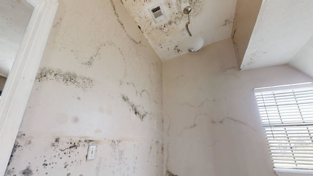 Best Mold Prevention Services  in Woodstock, GA