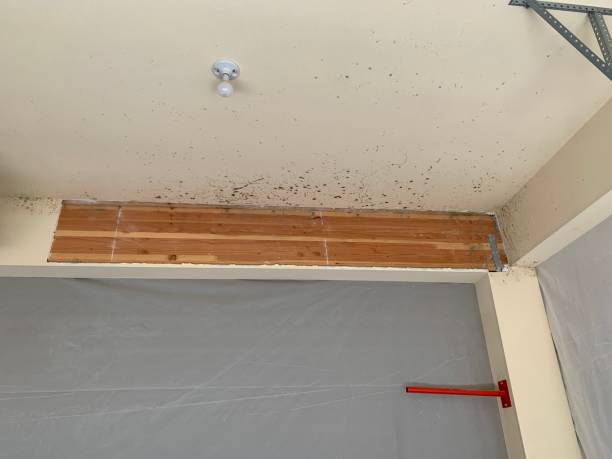 Best Post-Construction Mold Inspection  in Woodstock, GA