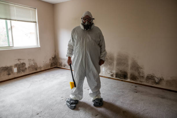 Best Basement Mold Removal  in Woodstock, GA